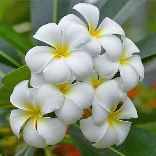 اسماعیل عارف رفتی و تنهام جلو چشای این شهر